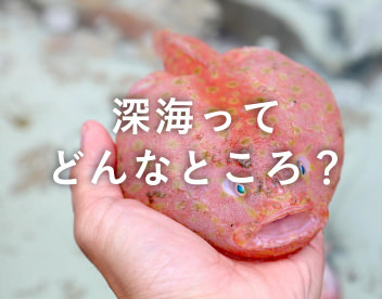 深海ってどんなところ？