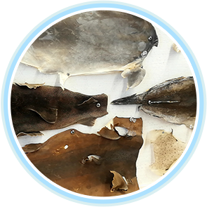 深海魚の皮の標本