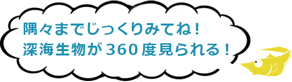 希少な深海魚・ラブカを360度みられる!