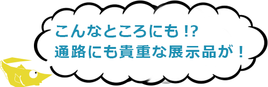 こんなところにも!? 通路にも貴重な展示品が!