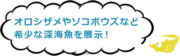 オロシザメやソコボウズなど希少な深海魚を展示!