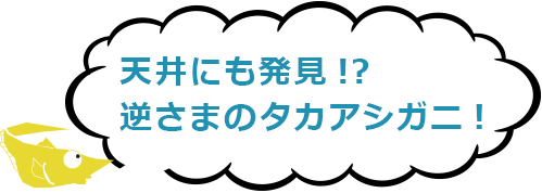 天井にも発見!? 逆さまのタカアシガニ!